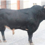 toro_ubrique