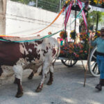 romeria